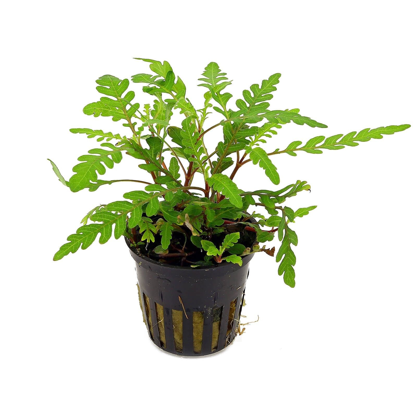 Hygrophila Pinnatifida (Hygrophila pinnatifida) freshwater aquarium plant - potted nursery-grown stem with fern-like lobed leaves