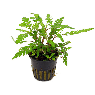 Hygrophila Pinnatifida (Hygrophila pinnatifida) freshwater aquarium plant - potted nursery-grown stem with fern-like lobed leaves