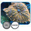 IceCap Mobile Phone Stackable Filter Lens Kit – Clip-On Camera Filters
