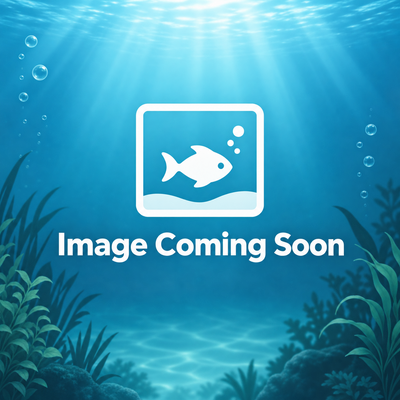 Image coming soon placeholder for Pumpkin Striped Nerite Snail