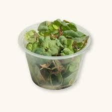 Red Root Floater (Phyllanthus fluitans) freshwater floating plant - portion cup with starter colony of live aquarium plants