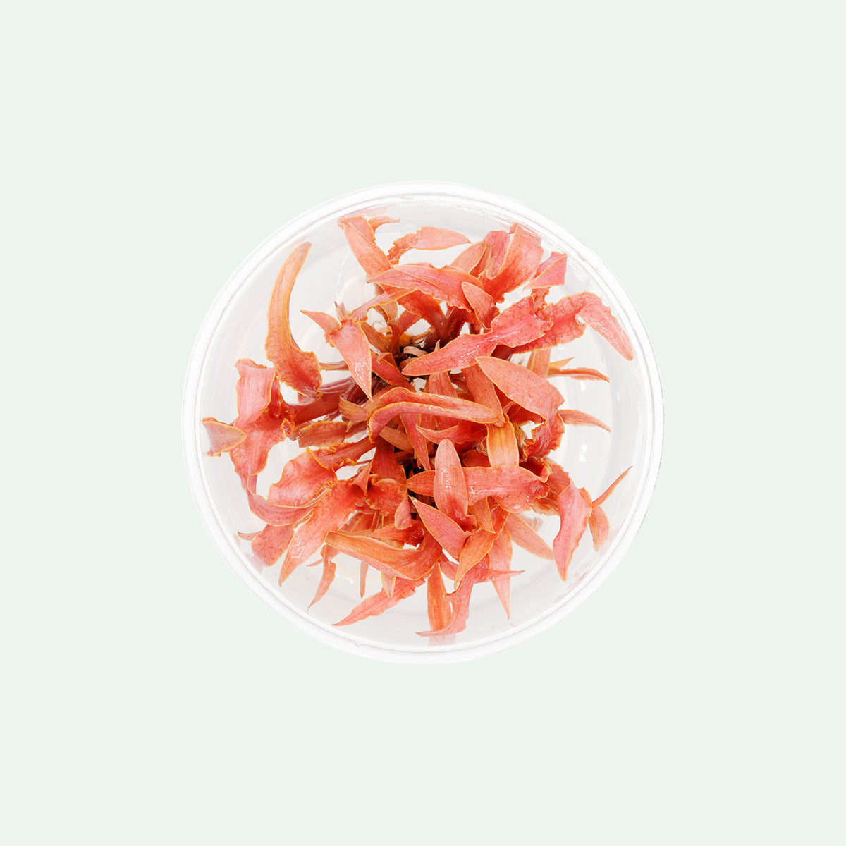 Cryptocoryne "Flamingo" Cup