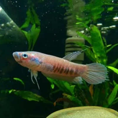 Patoti Wild Betta XL (Betta patoti) freshwater fish, coppery orange wild betta with dark bars in planted tank