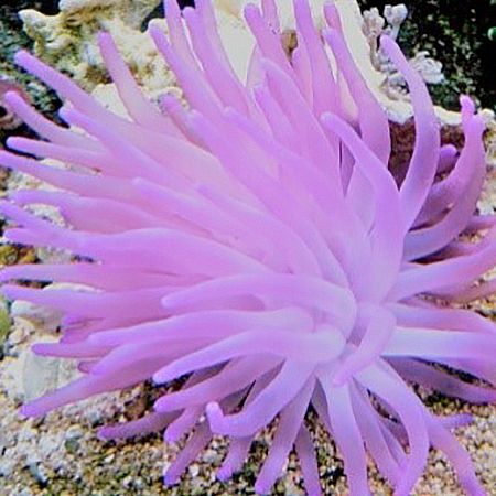 Purple Reef Anemone saltwater anemone - flowing purple and pink tentacles on reef rock