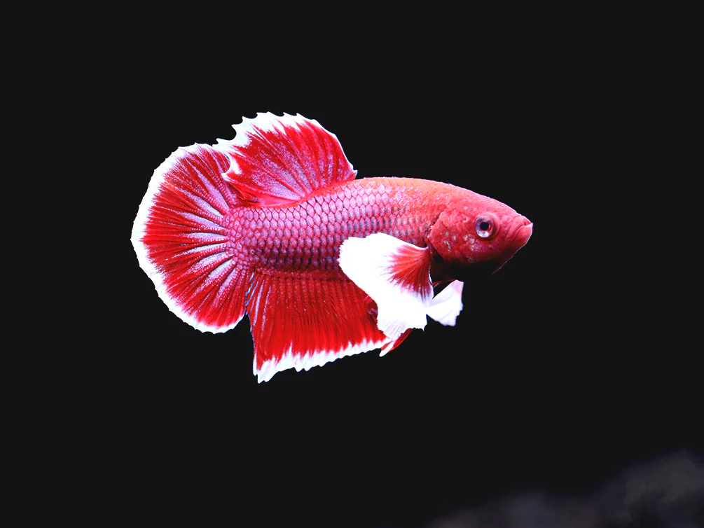 Dumbo Ear Half-Moon Male Betta (Betta splendens) freshwater fish - vibrant red and white with oversized pectoral fins