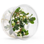 Bucephalandra "Green" live aquarium plant, compact deep green leaves on a creeping rhizome
