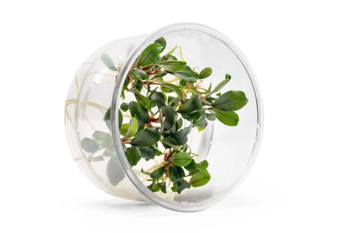 Bucephalandra "Green" live aquarium plant, compact deep green leaves on a creeping rhizome