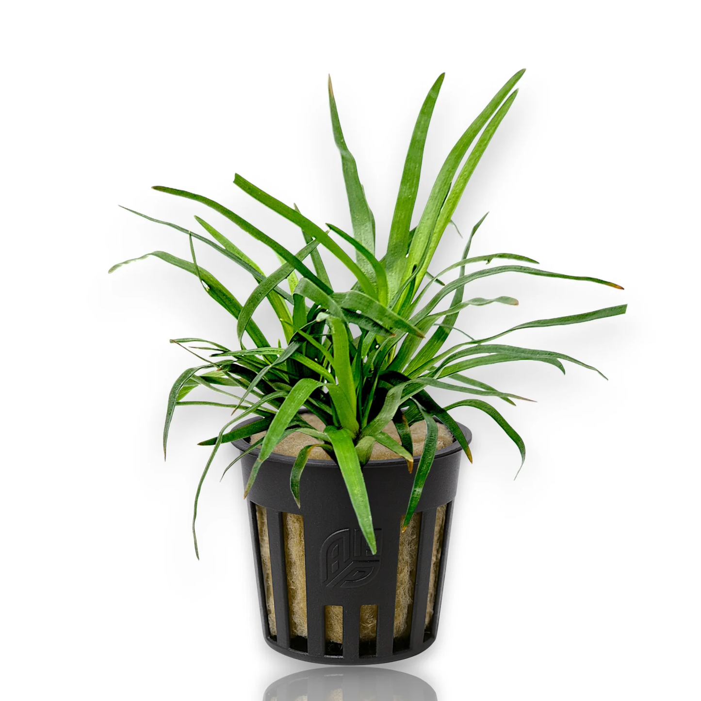 Eriocaulon sp. Vietnam - Rare Freshwater Aquarium Plant