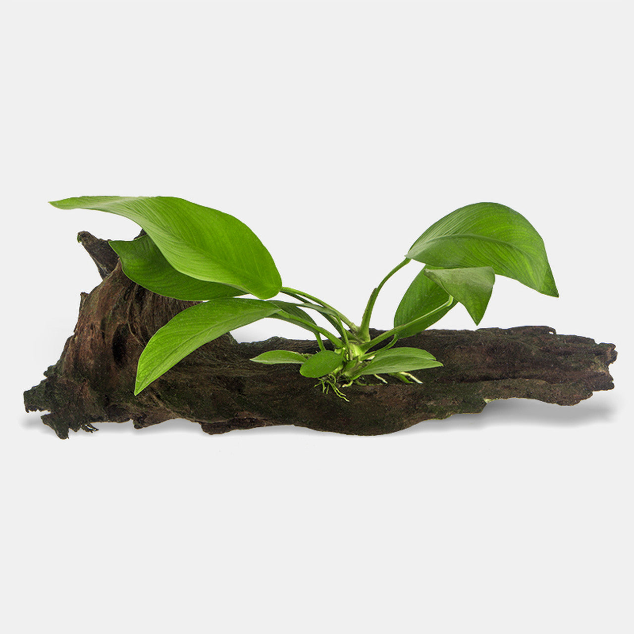 Anubias on Driftwood (Anubias barteri) freshwater plant - live Anubias pre-attached to a natural driftwood piece