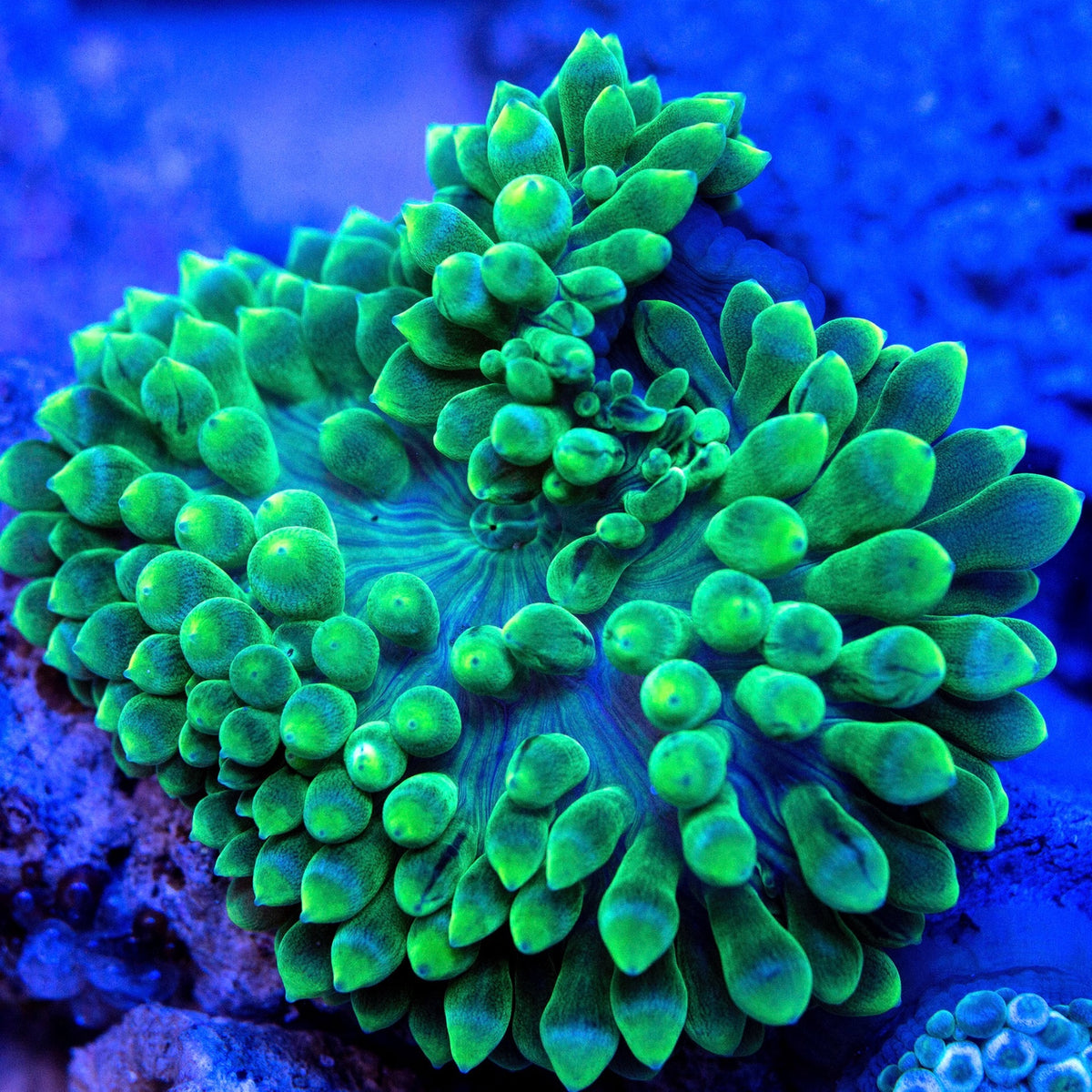 Green Bubble Tip Anemone (Entacmaea quadricolor) saltwater green anemone with bulb tipped tentacles open on rockwork