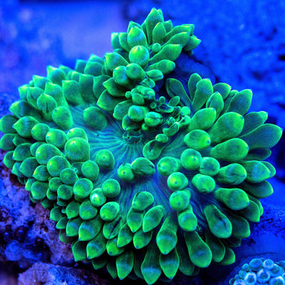 Green Bubble Tip Anemone (Entacmaea quadricolor) saltwater green anemone with bulb tipped tentacles open on rockwork