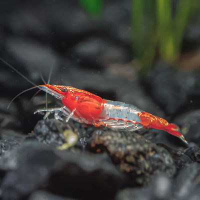 Rili Red Shrimp (Neocaridina davidi) freshwater invertebrate on dark substrate