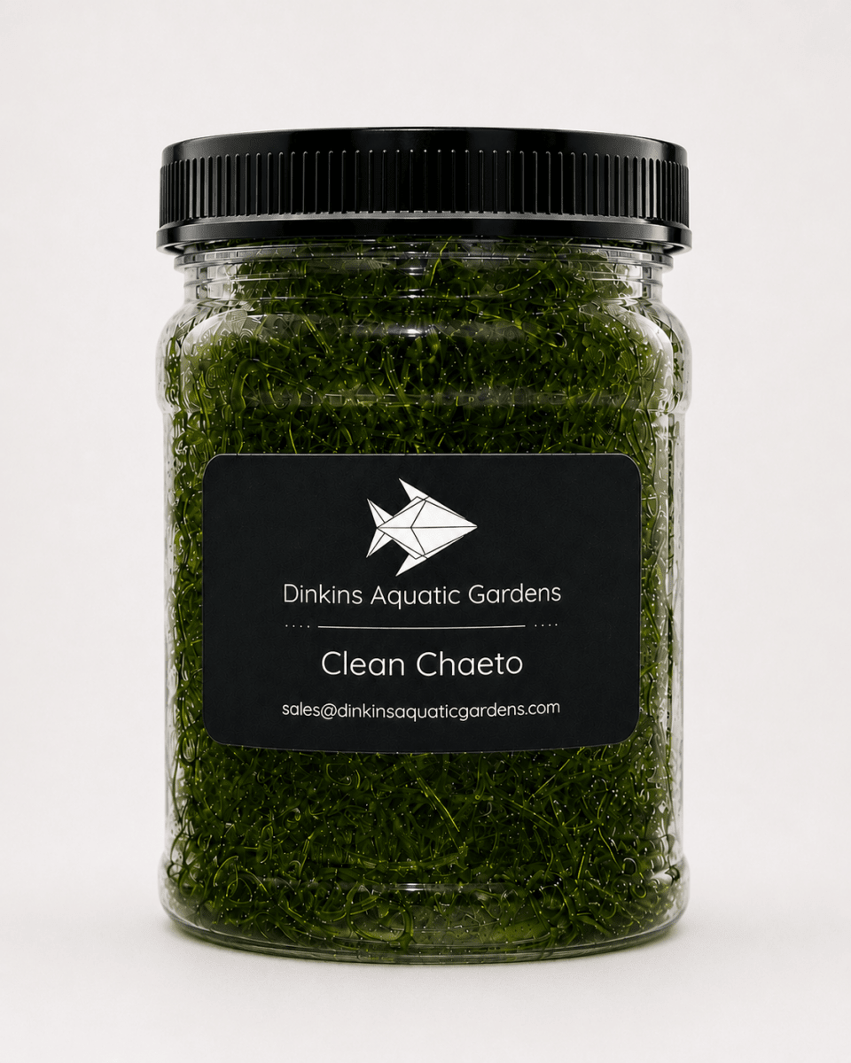 Dinkins Aquatic Gardens Clean Chaeto, a jar of live green Chaetomorpha macroalgae with copepod blend for a saltwater reef refugium