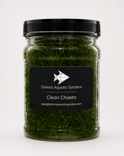 Dinkins Aquatic Gardens Clean Chaeto, a jar of live green Chaetomorpha macroalgae with copepod blend for a saltwater reef refugium