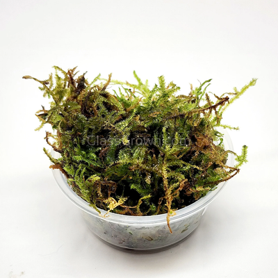 Christmas Moss Portion - Cup