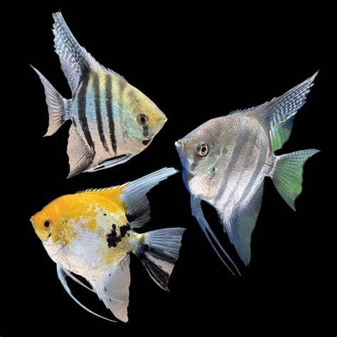 Assorted freshwater Angelfish (Pterophyllum scalare) showing zebra, gold koi, and silver color varieties