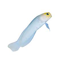 Pearly Jawfish (Opisthognathus aurifrons) saltwater reef fish - pale body with yellow head