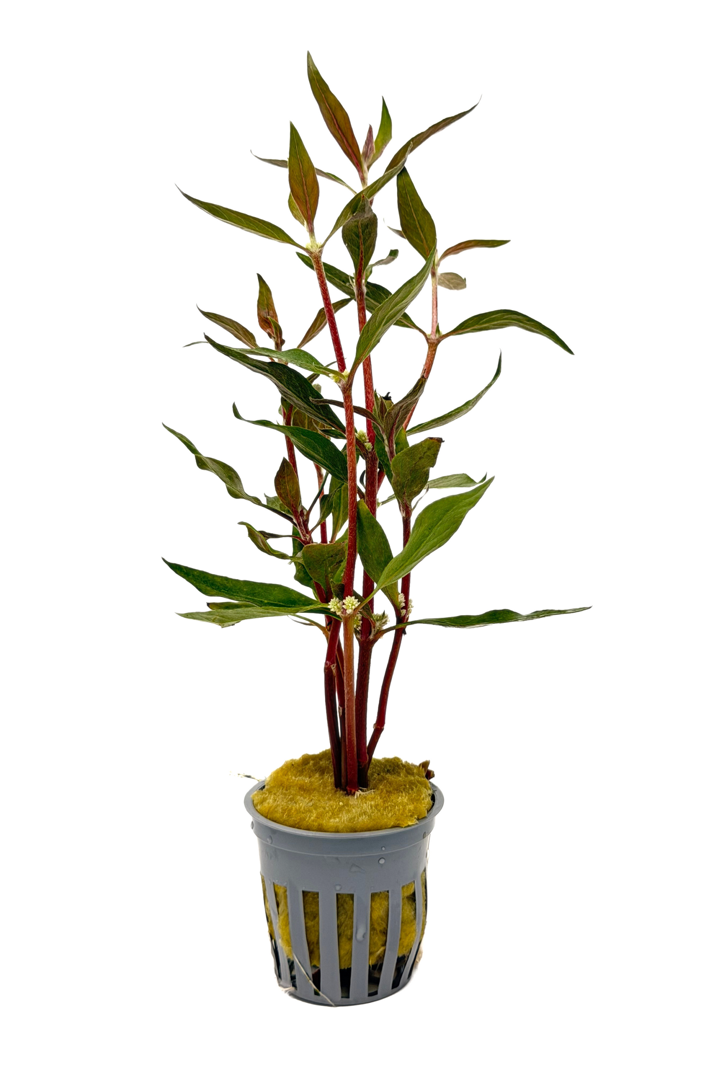 Scarlet Temple (Alternanthera reineckii) potted red freshwater aquarium plant
