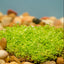 Dwarf Baby Tears (Hemianthus callitrichoides 'Cuba')