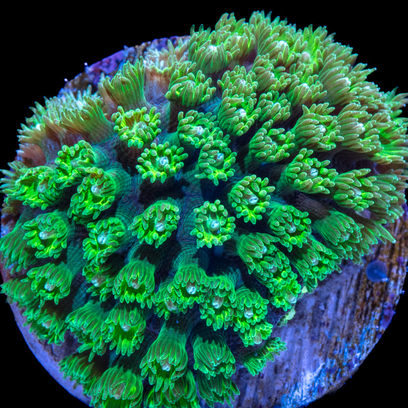 Zen Garden Micro Goniopora