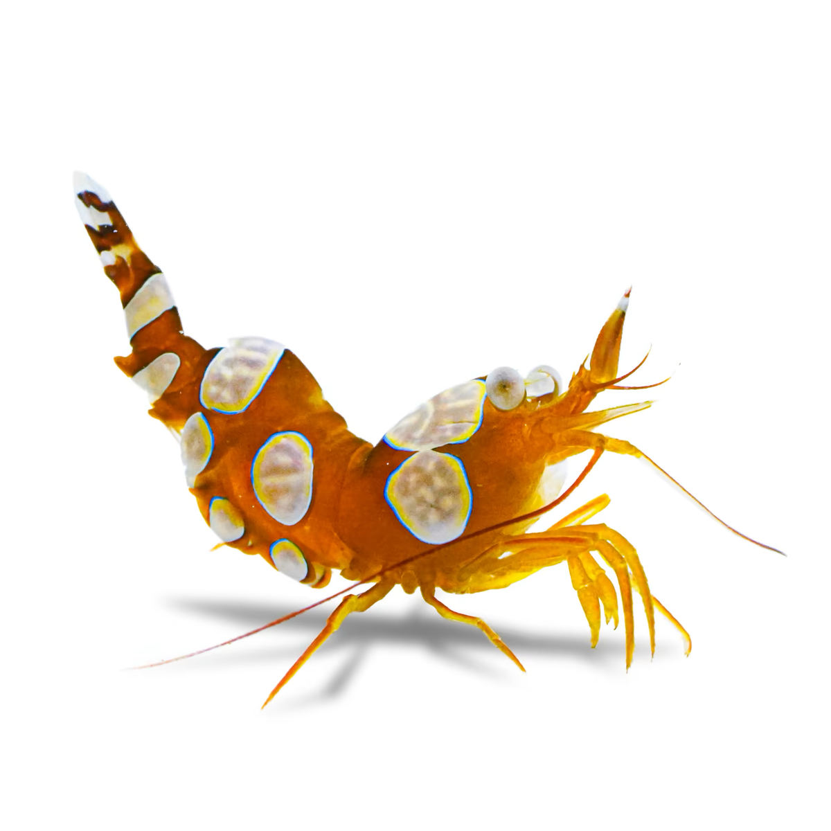 Sexy Shrimp (Thor amboinensis)