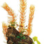 Marina Decor Wood Ornament with tall orange and green artificial plants on a molded driftwood mound for a freshwater aquarium