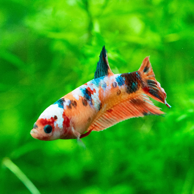 Female Koi Betta (Betta splendens) freshwater tropical fish - marbled red, orange, black, and white pattern