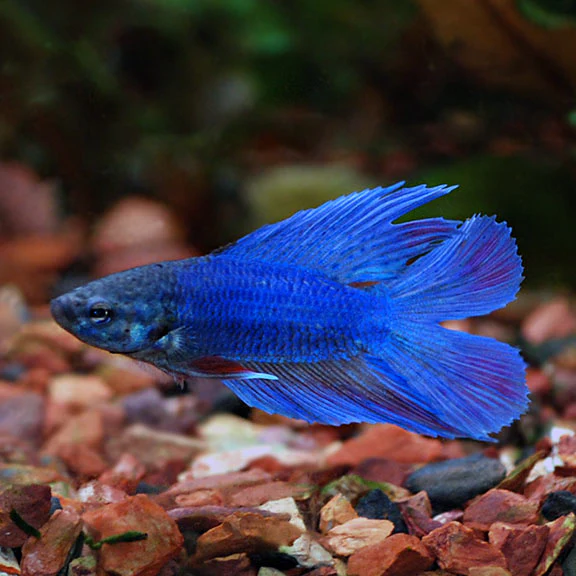 Double Tail Male Betta (Betta splendens) freshwater fish - deep blue male with twin-lobed split tail