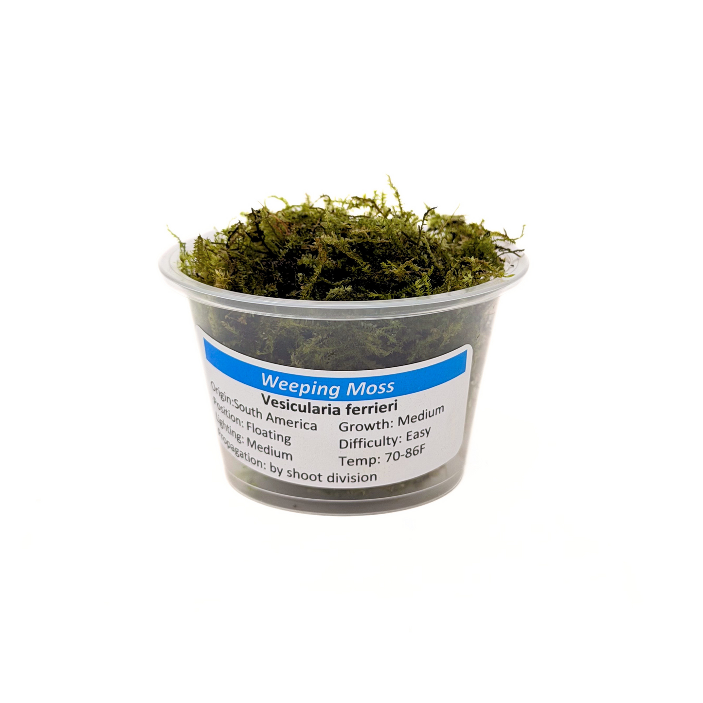 Weeping Moss (Vesicularia ferriei) freshwater aquarium moss - portion cup