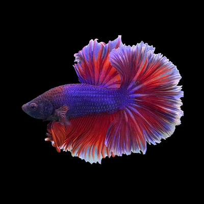 Tricolor Halfmoon Male Betta (Betta splendens), blue and purple body with red iridescent halfmoon fins