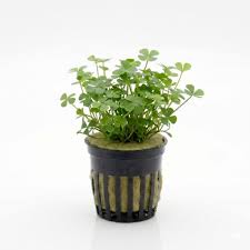 Dwarf Four Leaf Clover (Marsilea hirsuta) potted live freshwater carpet plant with four-lobed clover leaves