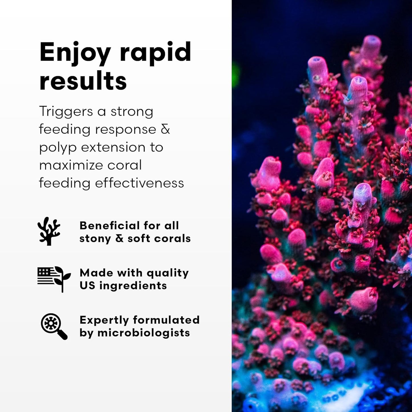 Brightwell Aquatics Polyp Ignite for LPS and SPS corals