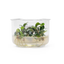 Bucephalandra "Green" rhizome plant attached to hardscape in a planted aquarium
