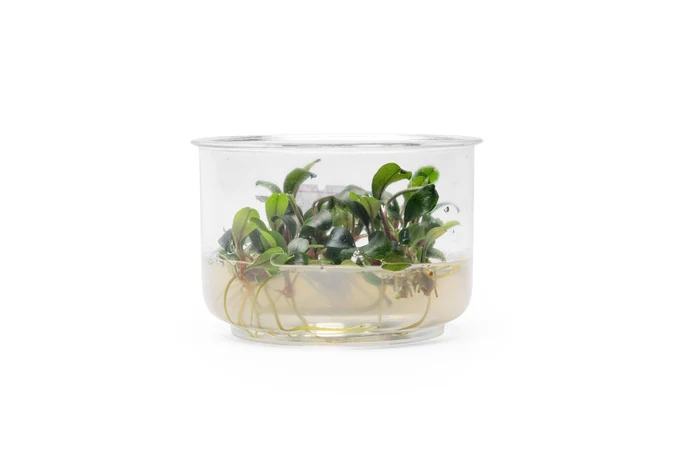 Bucephalandra "Green" rhizome plant attached to hardscape in a planted aquarium