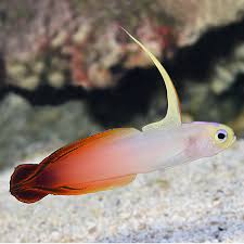 Firefish Goby (Nemateleotris magnifica) saltwater reef fish, white body with orange-red tail