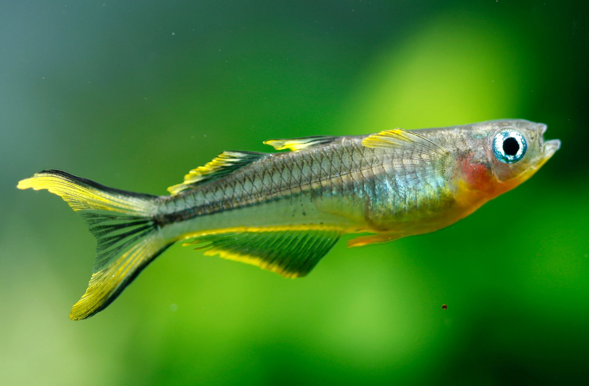 Forktail Rainbowfish (Pseudomugil furcatus) male blue-eye with yellow black-edged fins and forked tail