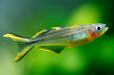 Forktail Rainbowfish (Pseudomugil furcatus) male blue-eye with yellow black-edged fins and forked tail