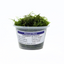 Peacock Moss (Taxiphyllum sp. Peacock) live aquarium moss in a portion cup