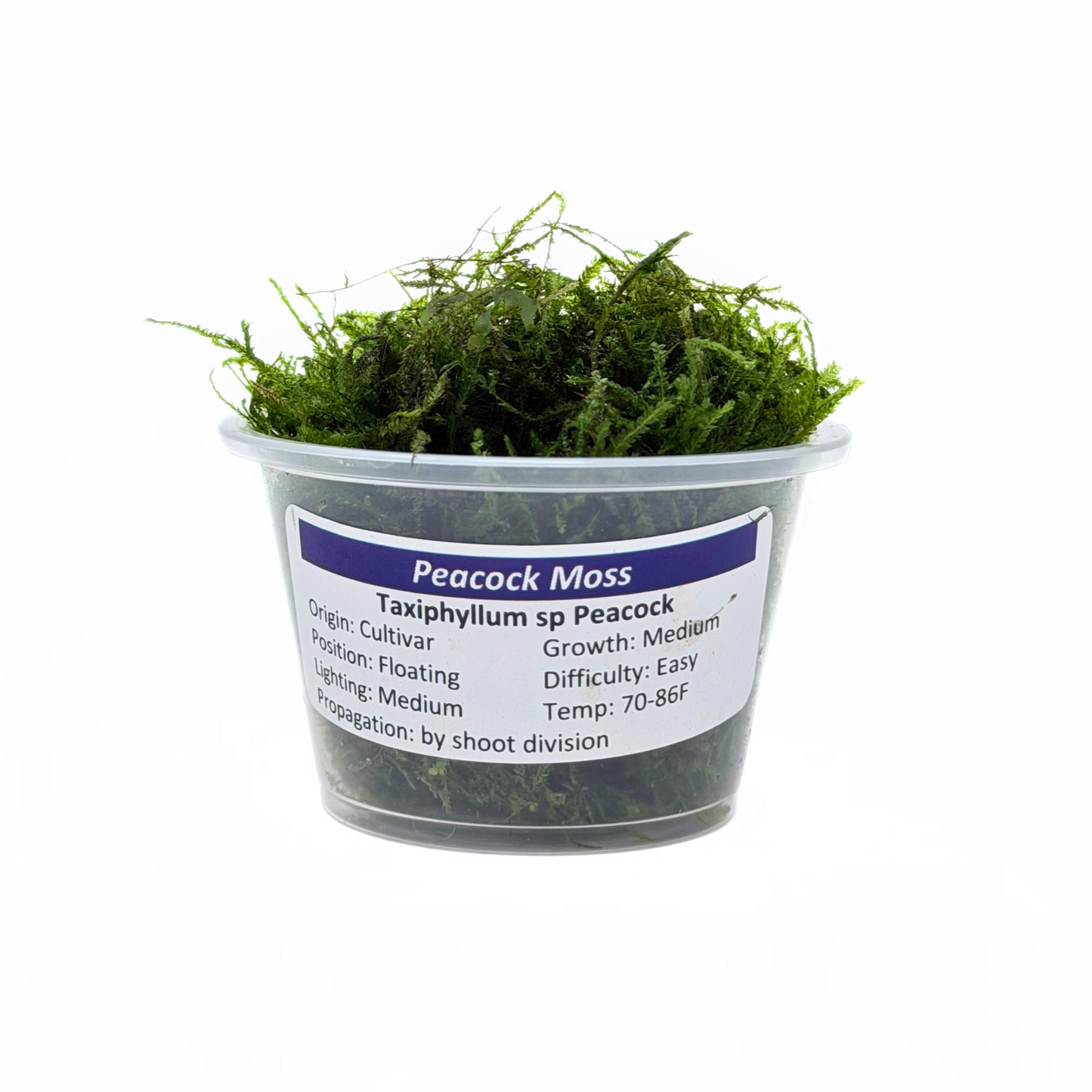 Peacock Moss (Taxiphyllum sp. Peacock) live aquarium moss in a portion cup