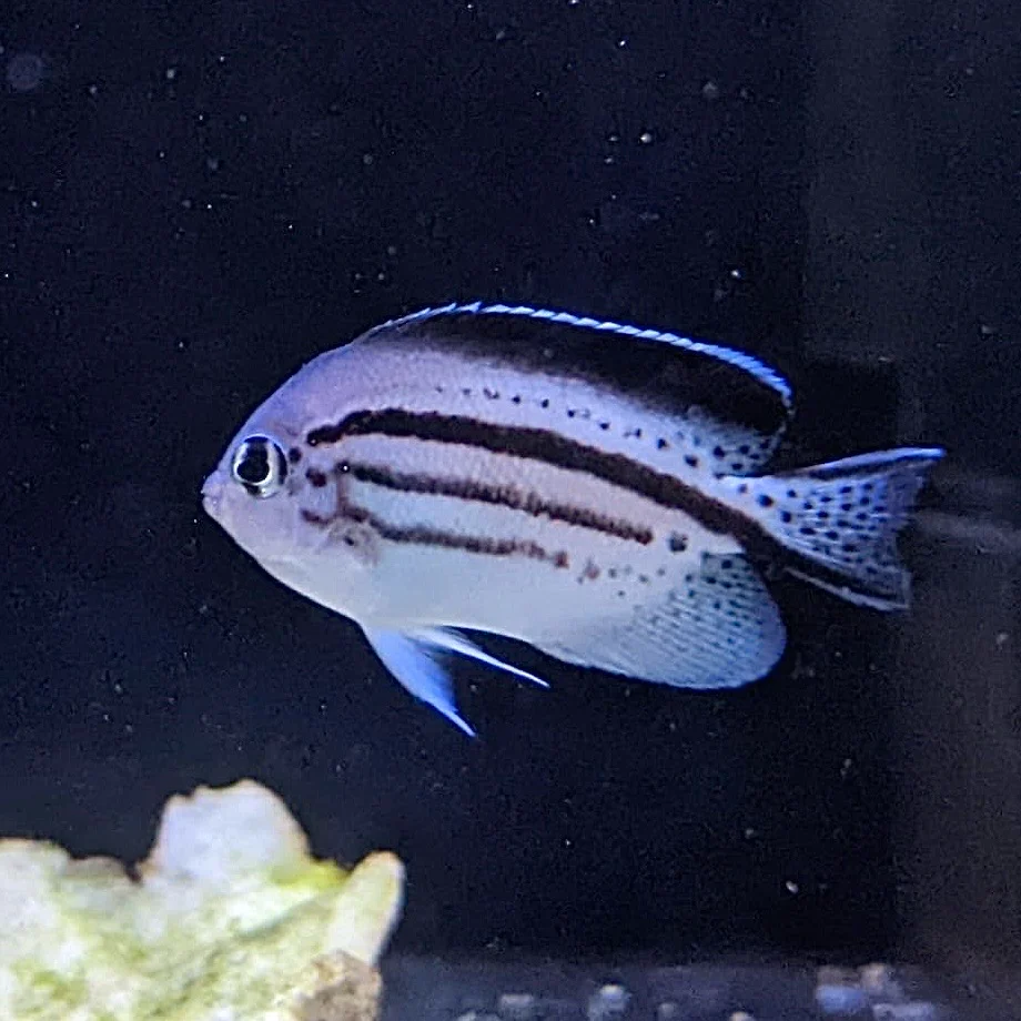 Lamarck Angel (Genicanthus lamarck) female - live saltwater reef-safe swallowtail angelfish