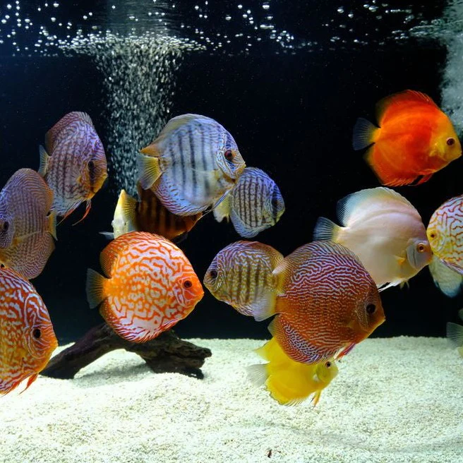 Assorted Discus (Symphysodon spp.) live freshwater cichlids in mixed pattern morphs