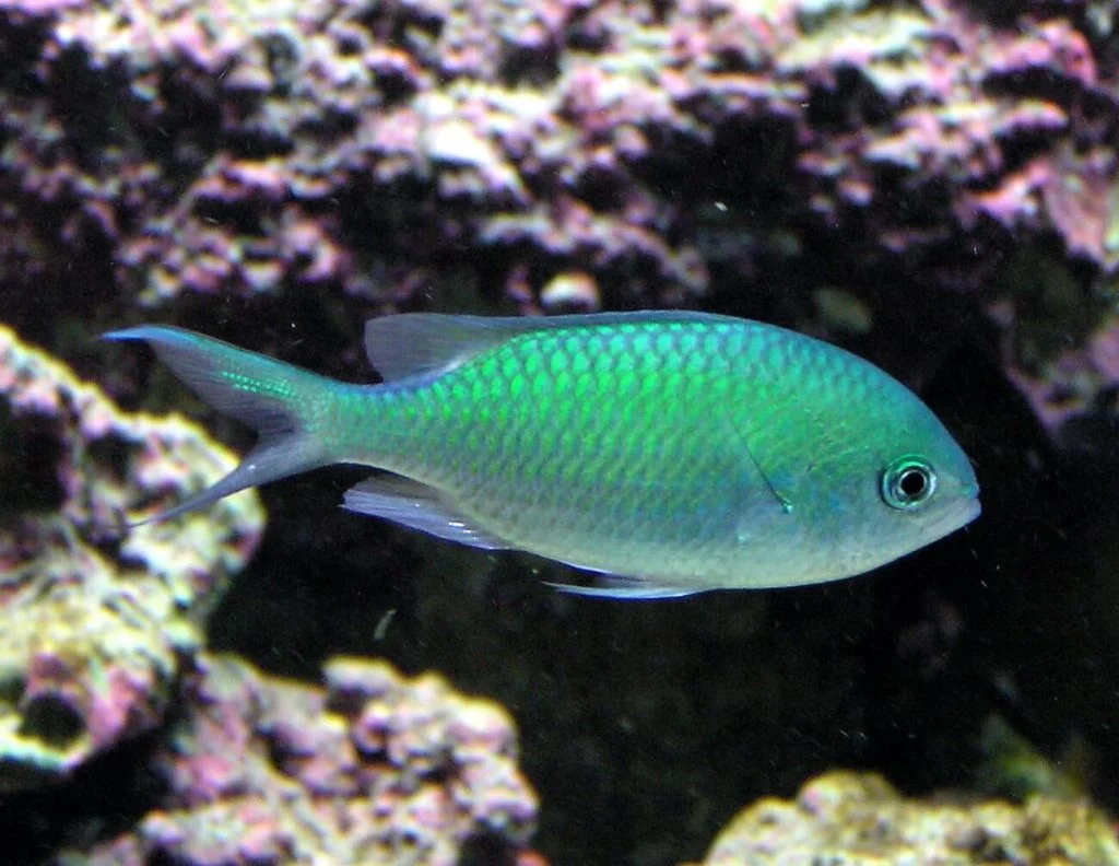 Blue Green Chromis (Chromis viridis) saltwater reef fish, metallic blue-green schooling damselfish