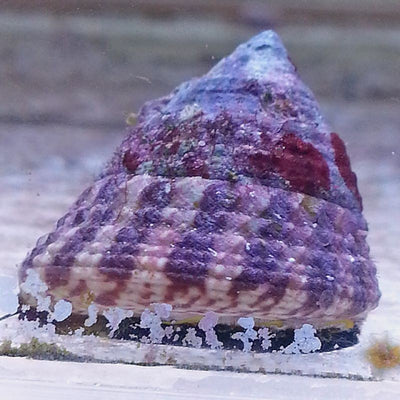 Red Banded Trochus Snail (Trochus sp.) - reef-safe saltwater cleanup crew snail grazing algae with red-banded conical shell