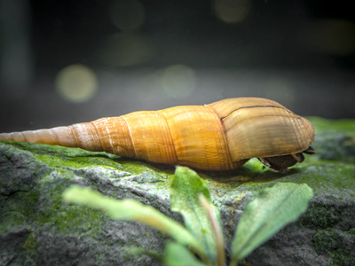 Chopstick Snail - Substrate Cleaner