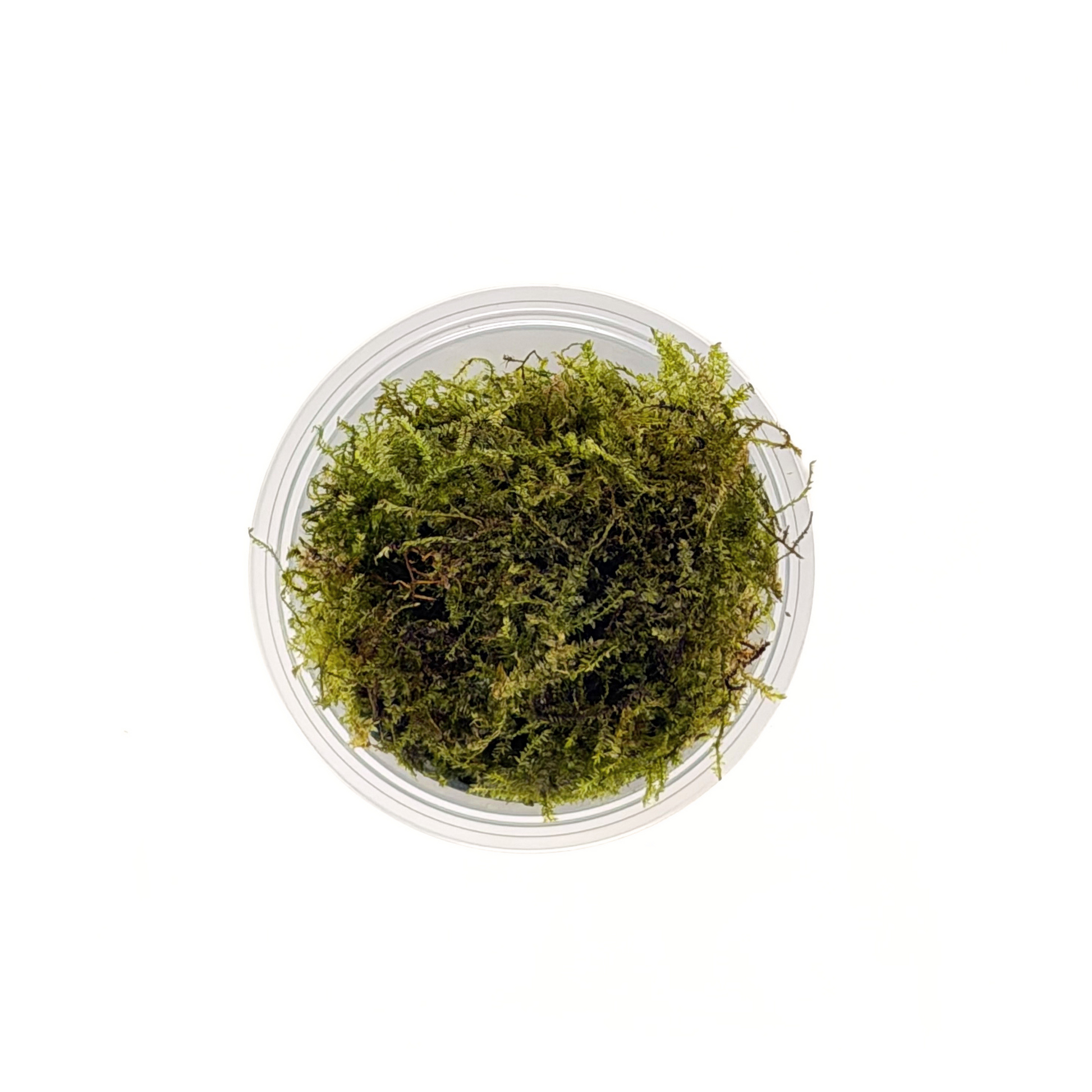 Weeping Moss (Vesicularia ferriei) showing arching green fronds - top view