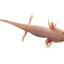 Leucistic Axolotl (Ambystoma mexicanum) freshwater aquatic salamander, pale pink-white body with red external gills