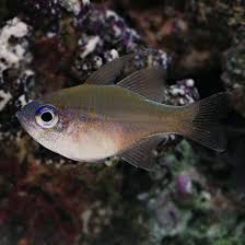 Longspine Cardinal (Pristiapogon kallopterus) live saltwater nano schooling reef fish