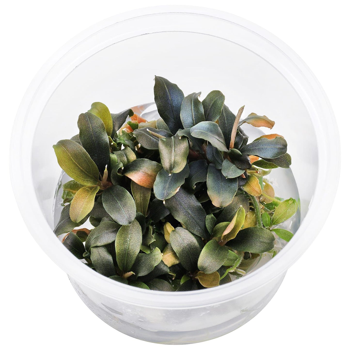 Bucephalandra 'Brownie Purple' - Cup