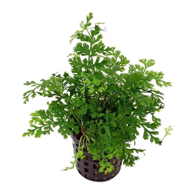 Mini Bolbitis (Bolbitis heteroclita 'Difformis') potted freshwater dwarf fern with lacy fronds