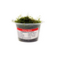 Taiwan Moss (Taxiphyllum alternans) live aquarium moss in a portion cup